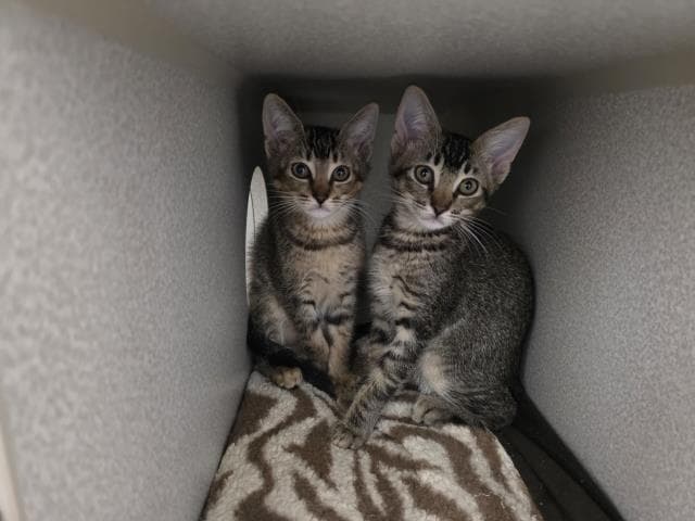 Unknown - Domestic Short Hair
