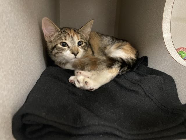 Tiger Lily - Domestic Medium Hair