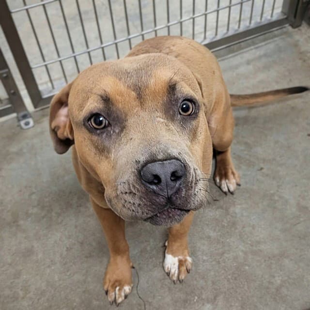 Unknown - Pit Bull Terrier