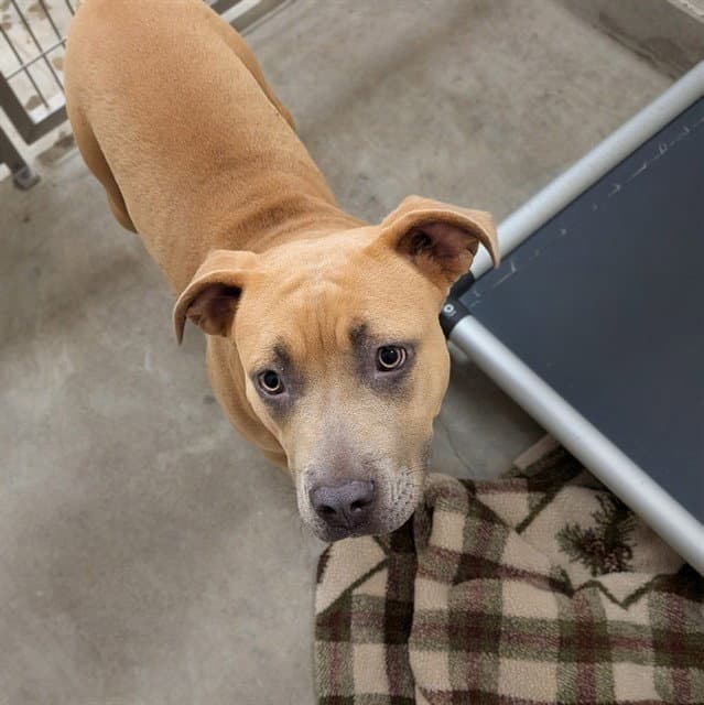 Unknown - Pit Bull Terrier