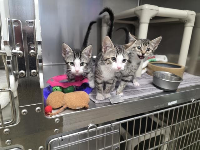 Unknown - Domestic Short Hair