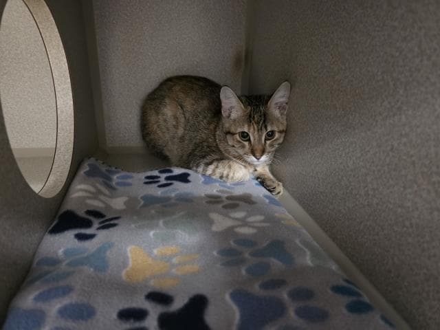 Unknown - Domestic Short Hair