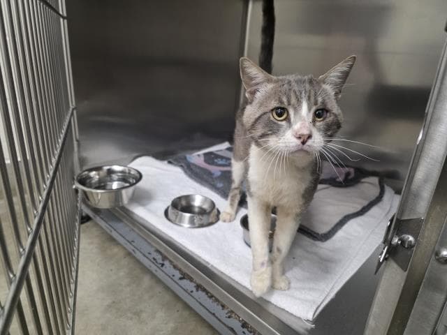 Unknown - Domestic Short Hair