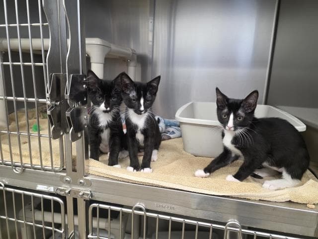 Unknown - Domestic Short Hair