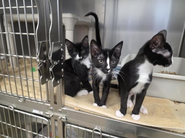 Unknown - Domestic Short Hair