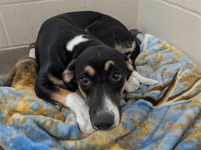 Angel Baby - Catahoula Leopard Dog