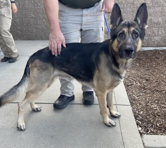 Unknown - German Shepherd Dog