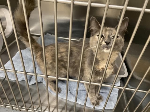 Unknown - Domestic Medium Hair