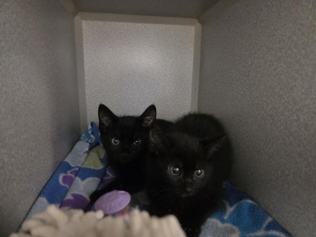 Unknown - Domestic Medium Hair