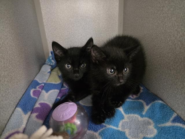 Unknown - Domestic Medium Hair