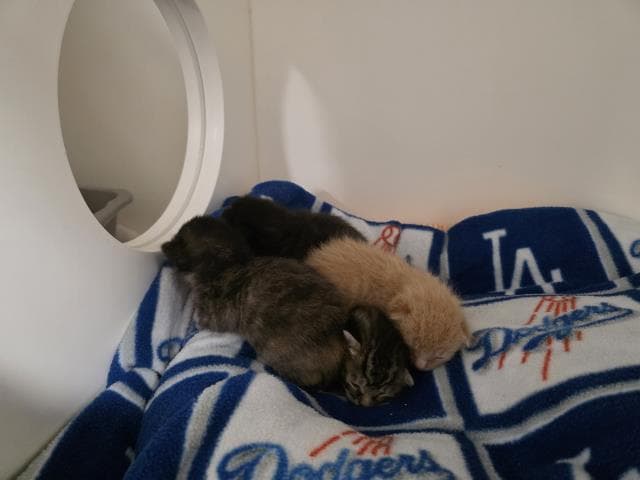 Unknown - Domestic Short Hair