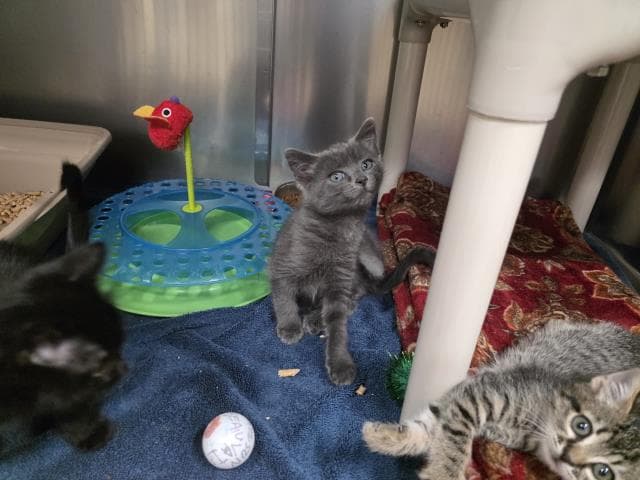 Asher - Domestic Medium Hair