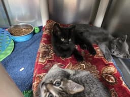 Binx image 1