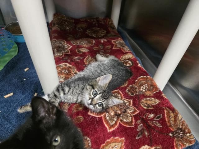 Bitsy - Domestic Short Hair