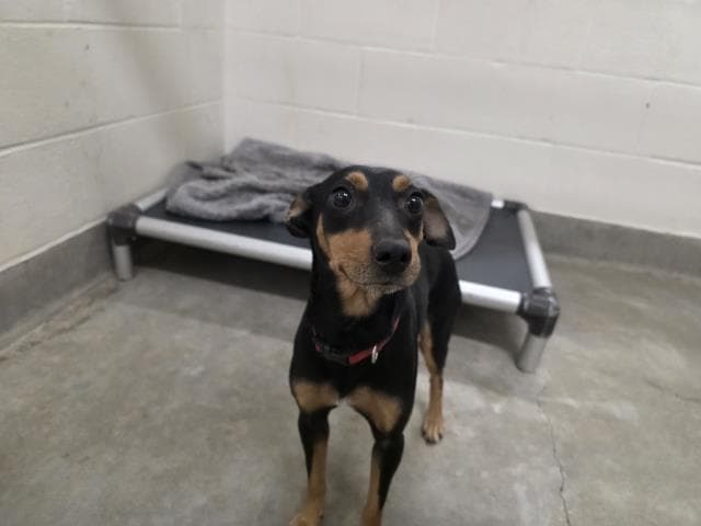 Unknown - Miniature Pinscher