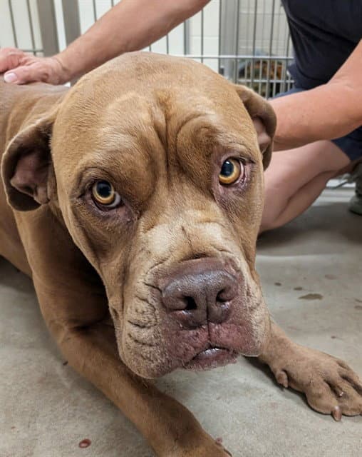 Unknown - Pit Bull Terrier