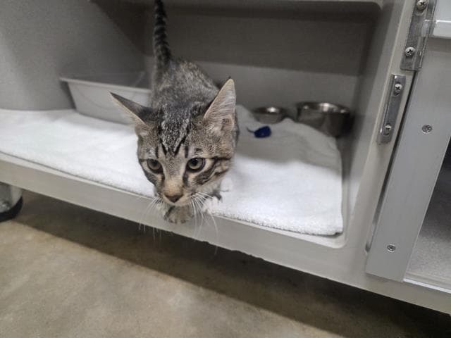 Unknown - Domestic Medium Hair