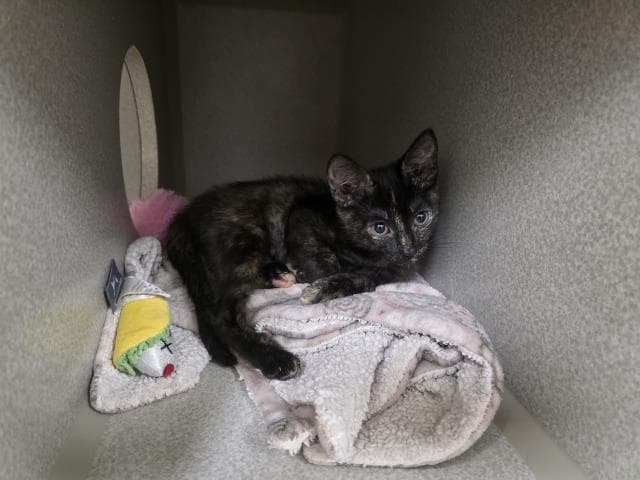 Unknown - Domestic Short Hair