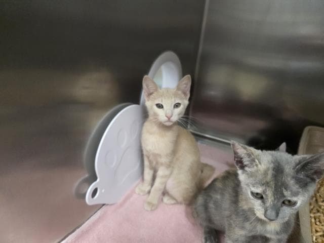 Unknown - Domestic Short Hair