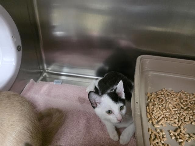 Unknown - Domestic Short Hair