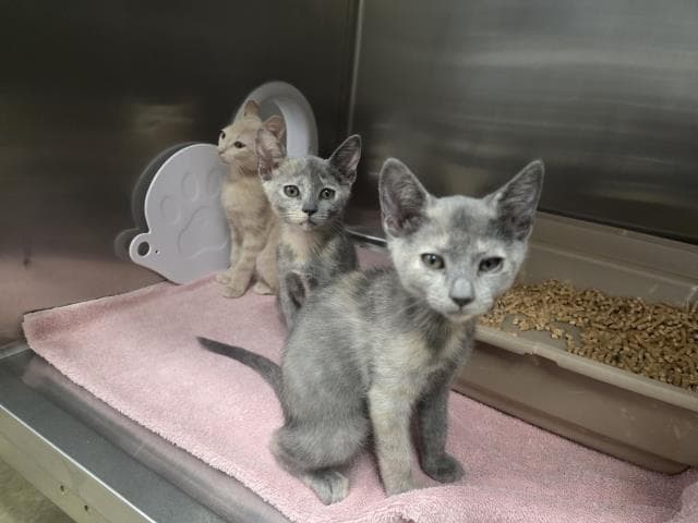 Unknown - Domestic Short Hair