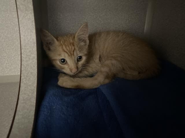 Unknown - Domestic Short Hair