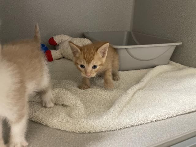 Unknown - Domestic Short Hair