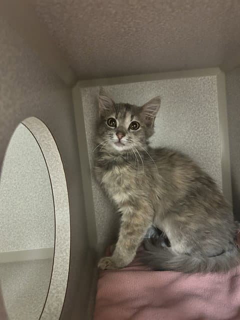 Unknown - Domestic Long Hair