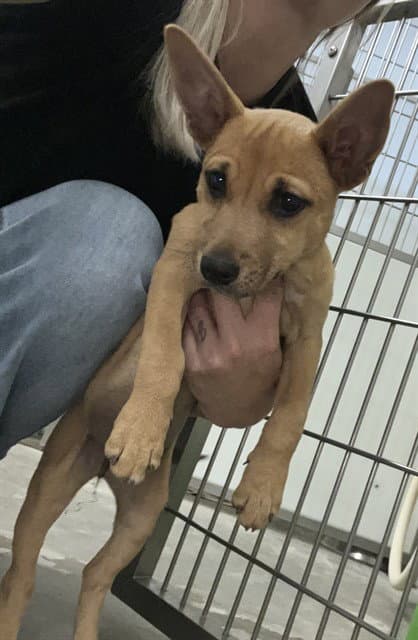 Unknown - Terrier