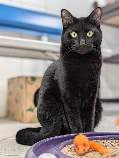 Maurice - Domestic Short Hair