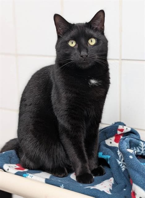 Berry - Domestic Short Hair
