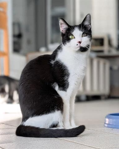 Violet - Domestic Short Hair