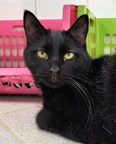 Sly - Domestic Short Hair