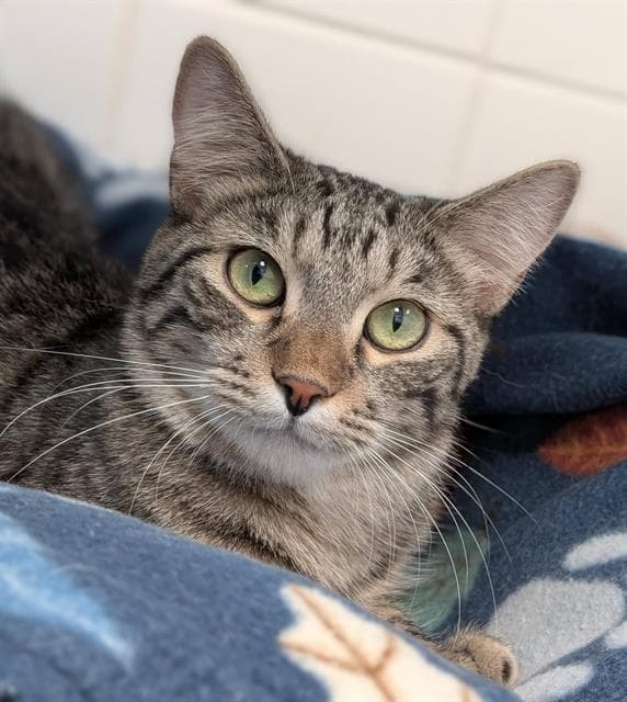 Cooper - Domestic Short Hair