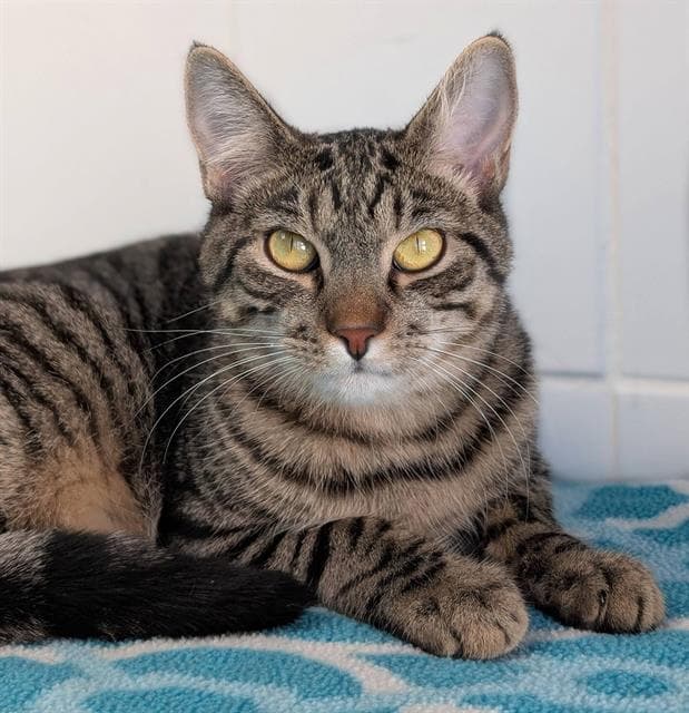 Bowie - Domestic Short Hair
