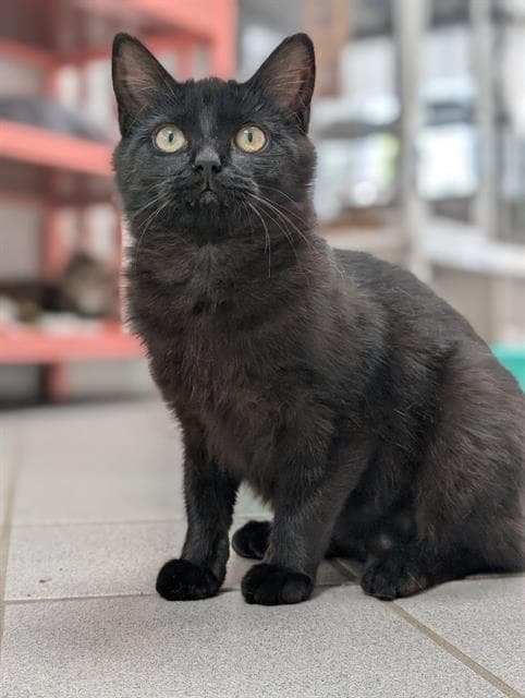 London - Domestic Short Hair