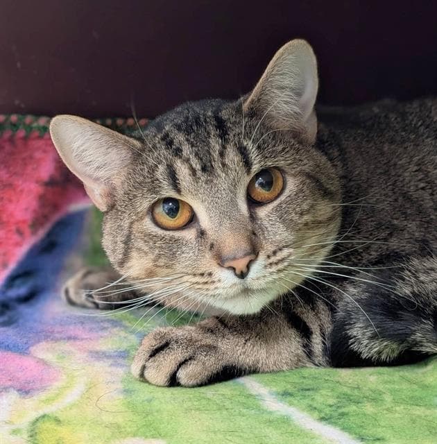 Buddy - Domestic Short Hair