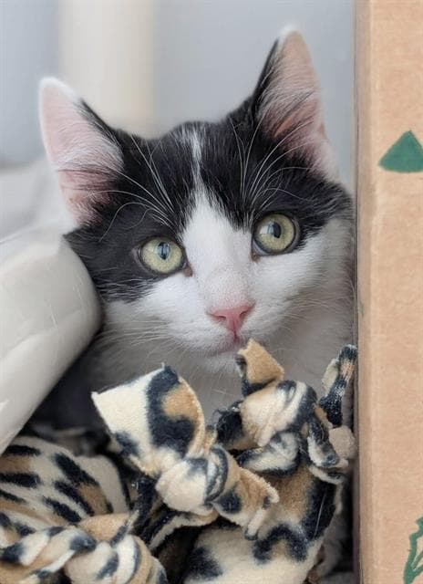 Cayenne - Domestic Short Hair
