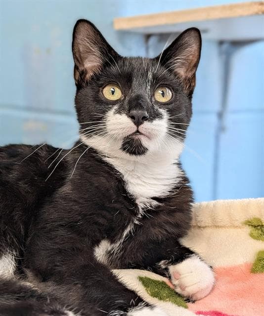 Boots - Domestic Short Hair