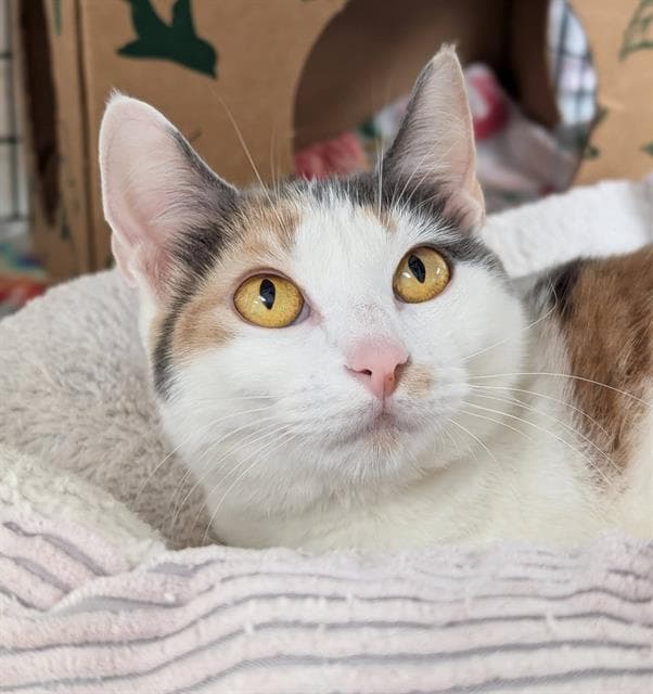 Cinnamon - Domestic Short Hair