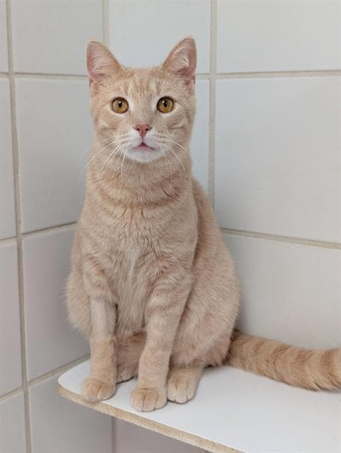 Waffles - Domestic Short Hair
