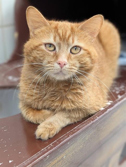 Chase - Domestic Short Hair