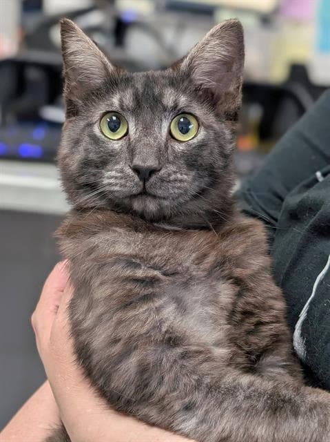 Umbra - Domestic Short Hair