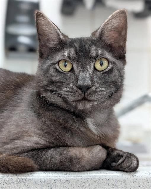 Umbra - Domestic Short Hair