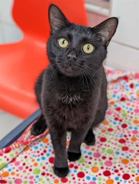 Cherish - Domestic Short Hair