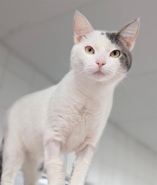 Georgie - Domestic Short Hair
