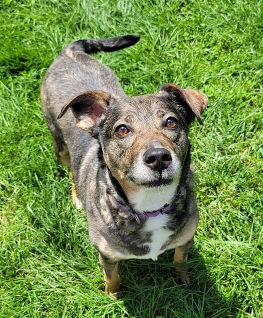 Piper - Australian Cattle Dog/Blue Heeler