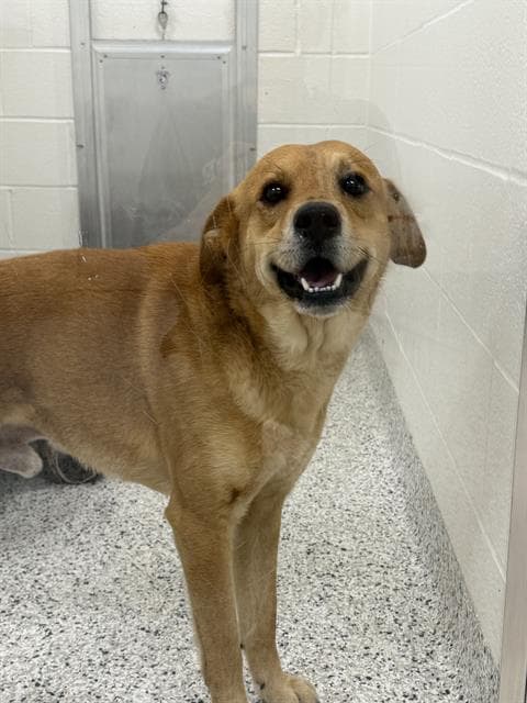 Rex - Labrador Retriever