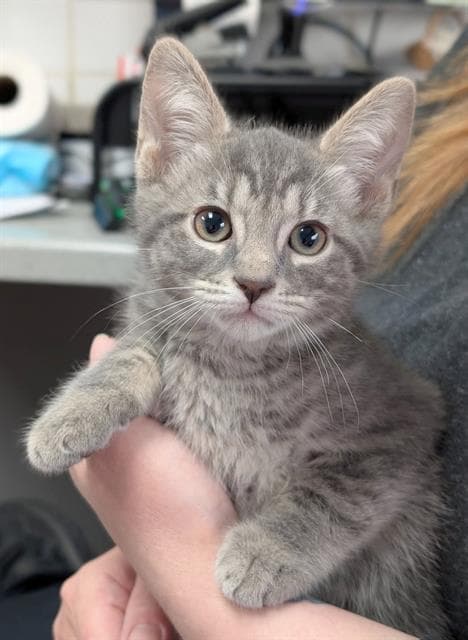Titanium - Domestic Short Hair