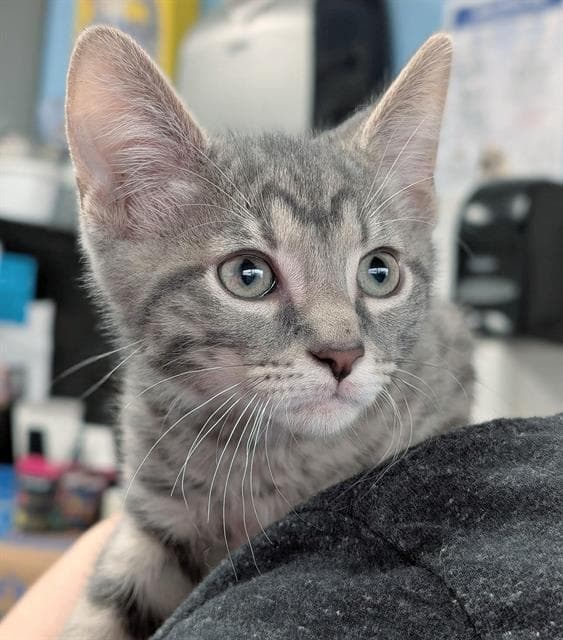 Metallic - Domestic Short Hair